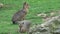 Patagonian mara sitting on the ground