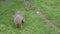 Patagonian mara sitting on the ground