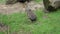 Patagonian mara sitting on the ground