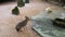 Patagonian Mara in Zoo Enclosure. Observe captivating Patagonian mara within its zoo habitat, showcasing charm of this