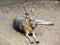 Patagonian mara at the zoo in summer