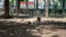 Patagonian Maras  lie in the aviary in the shade. The weather is sunny in a zoo