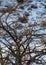 Patagonian owl (chuncho) solitary in a tree with few leaves