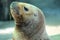 Patagonian sea lion