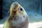 Patagonian sea lion