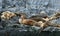 Patagonian sea lion colony, Beagle Channel