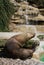 A Patagonian Sea Lion - Otaria flavescens