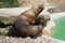 A Patagonian Sea Lion - Otaria flavescens