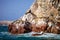 Patagonian Sea lion, Otaria flavescenson rocks in the Pacific, Peru