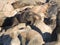 Patagonian sea lions