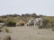 Patagonian sheep