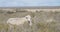 Patagonian sheep