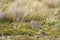 Patagonische Kwartelsnip, Least Seedsnipe, Thinocorus rumicivorus