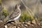 Patagonische Kwartelsnip, Least Seedsnipe, Thinocorus rumicivorus