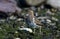 Patagonische Plevier, Rufous-chested Dotterel, Charadrius modest