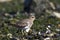 Patagonische Plevier, Rufous-chested Dotterel, Charadrius modest