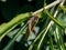 Patanga japonica grasshopper in the grass