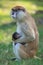 Patas monkey