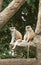 Patas Monkey