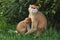 Patas monkey Erythrocebus patas