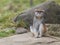 Patas Monkey - Erythrocebus patas