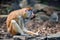Patas Monkey or Erythrocebus patas eats bread in captivity