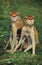 Patas Monkey, erythrocebus patas, Mother and Young