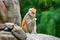 Patas monkey Erythrocebus patas sitting on rock eating