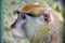 Patas Monkey Head Close Up Portrait