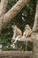 Patas Monkey in zoo