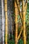 Patch of Bamboo Plants