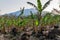 Patch of banana plants on Ometepe island, Nicarag