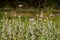 Patch of Beautiful Pink Texas Thistle blooms in field Cirsium texanum