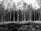 Patch of birch trees black/white zoomlevel 3