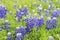 Patch of Bluebonnet flowers in bloom