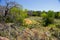 A patch of Bluebonnets on a Texas Hill Country Trail found at Inks Lake State Park