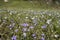 A patch of bluets and white violets blooming in the spring