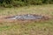 Patch of burned grass and other vegetation left after harvest in local field surrounded with grass with small plants and