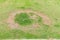 A patch is caused by the destruction of fungus Rhizoctonia Solani grass leaf change from green to dead brown in a circle lawn