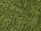 Patch of coarse grass