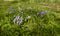 Patch of common bluebells growing in springtime