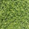 A patch of fresh green wormwood grasses growing in spring field