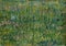 Patch of grass by famous Dutch painter Vincent Van Gogh