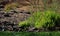 PATCH OF GREEN FERNS GROWING ALONGSIDE LARGE ROCKS