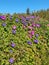 Patch of Morning Glory Flowers