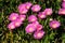 Patch of pink Hottentot figs in Brittany