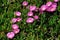 Patch of pink Hottentot figs in Brittany