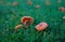 A patch of small orange Waxy Laccaria mushrooms on green grass in the English countryside