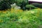 A Patch of Small Sunflowers on a Suburban Front Lawn