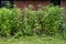 Patch of topinambur Jerusalem artichoke growing next to wooden wall